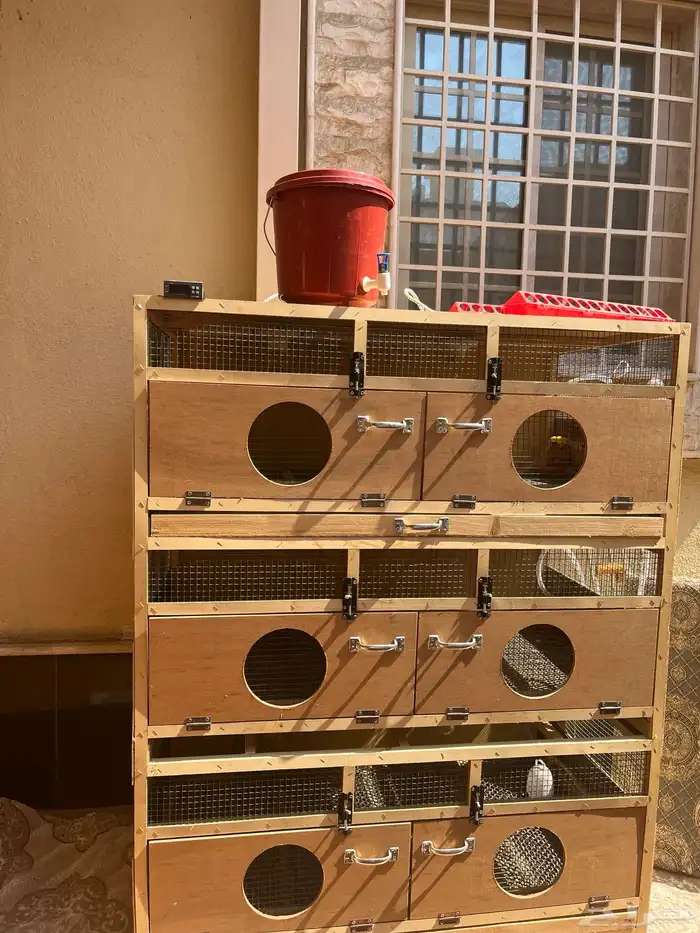 حضانة فروخ 1