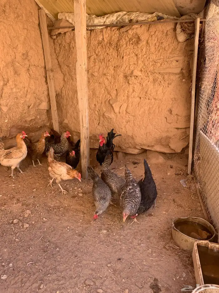 دجاج بلدي 10