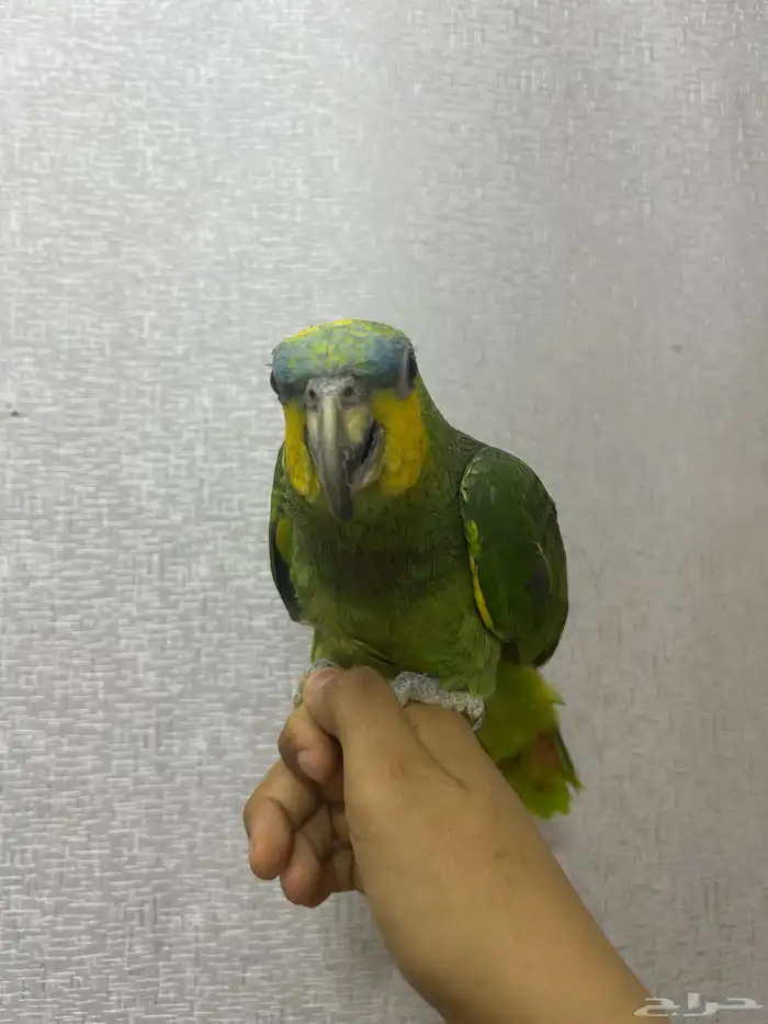 ببغاء امازوني اليف 0