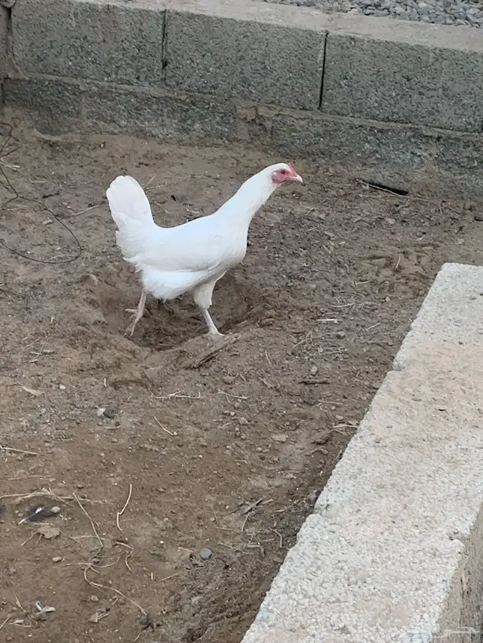 للبيع دجاج بلدي 0