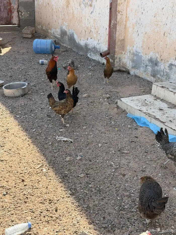 دجاج بلدي بياض شرط 2