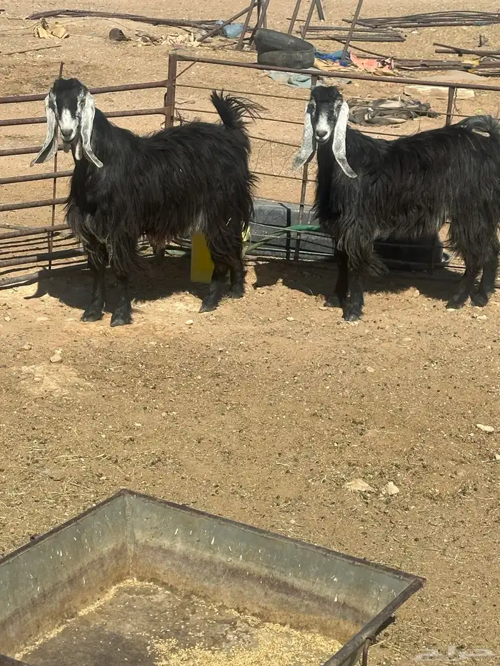 معزا مقنوي 1