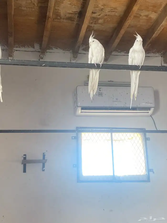 زواج كروان منتج 1