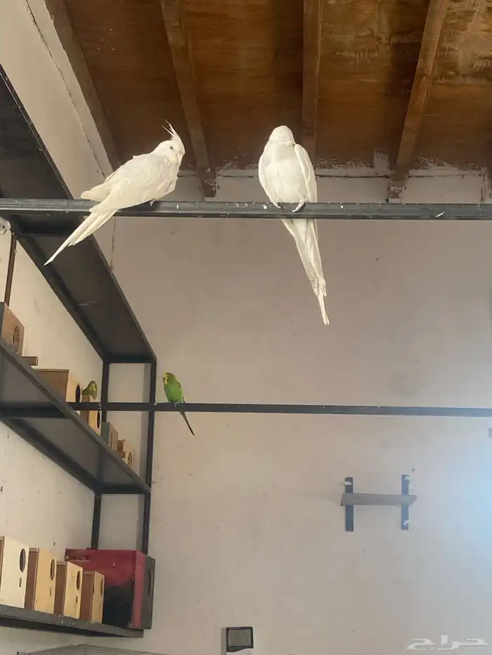 زواج كروان منتج 0