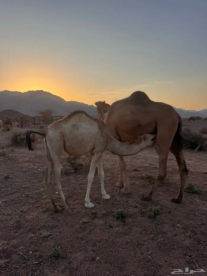 بكره وقعود 3