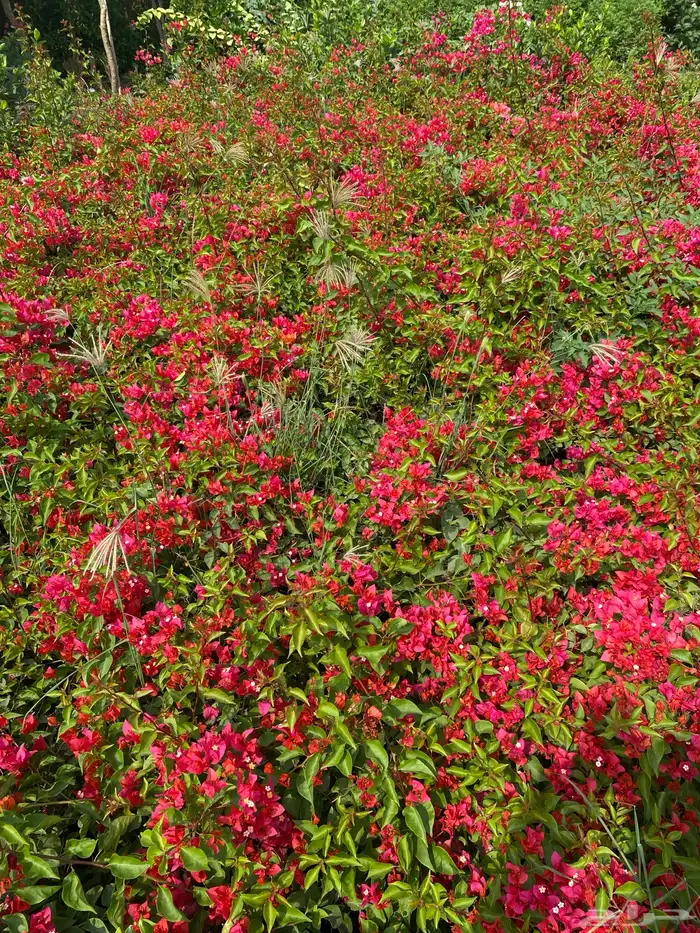 يتوفر شتلات بالجمله فقط 14