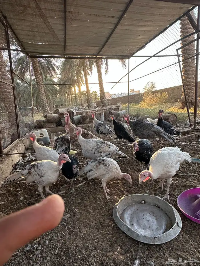 رومي عمر 5شهور 1