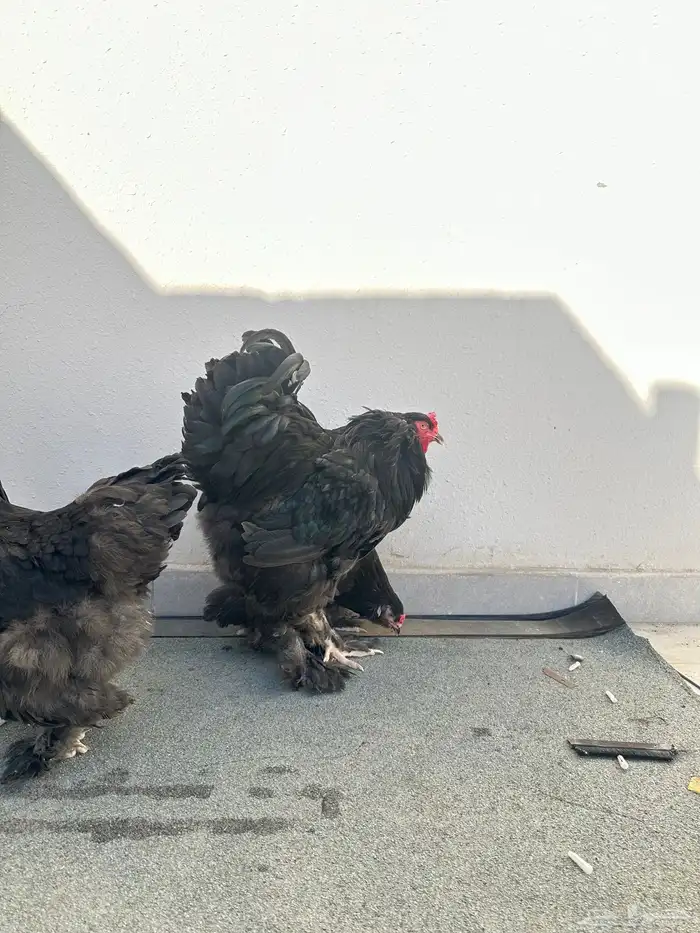 دجاج براهما 4