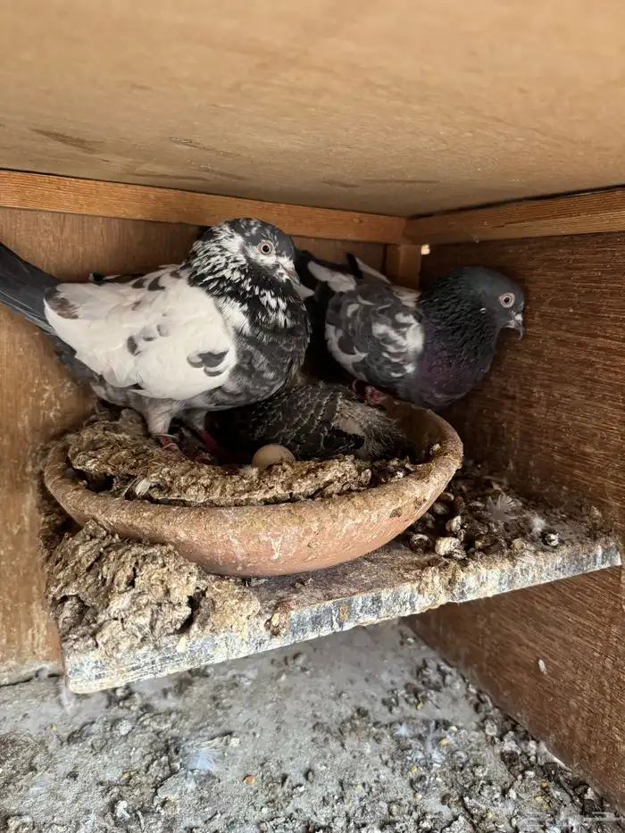 جوزين تيدي شينا 7