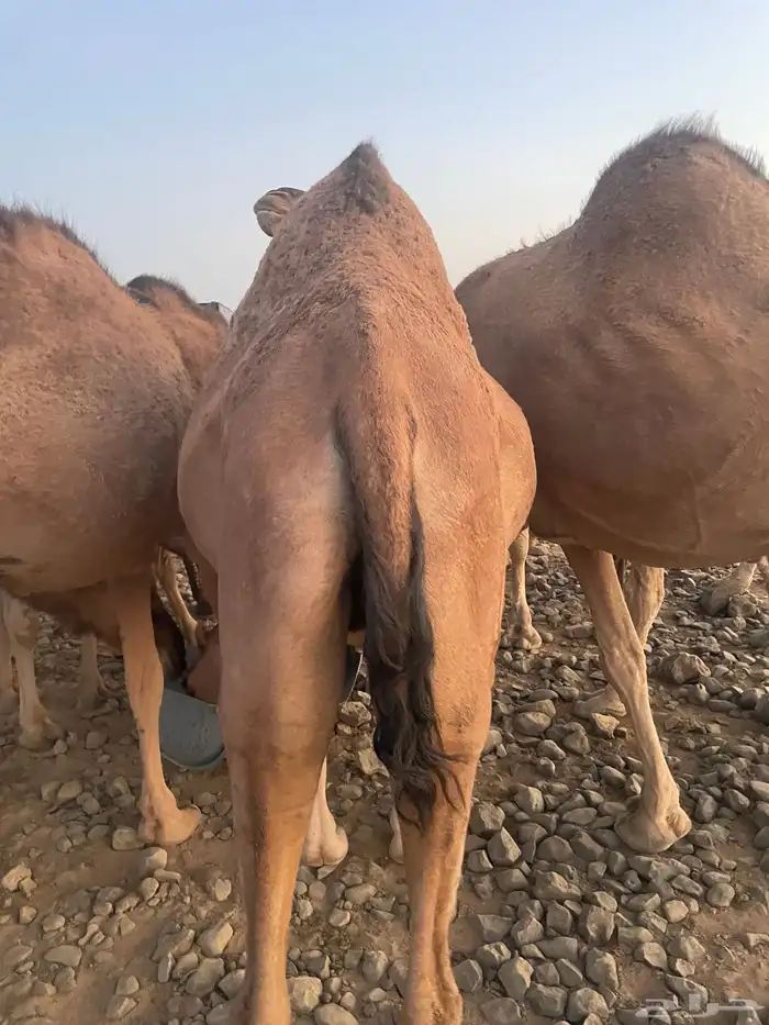 بكره حمرا ملاقي للبيع 2