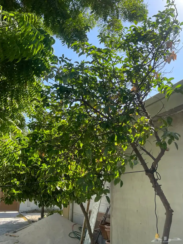 أشجار برتقال مثمرة 1