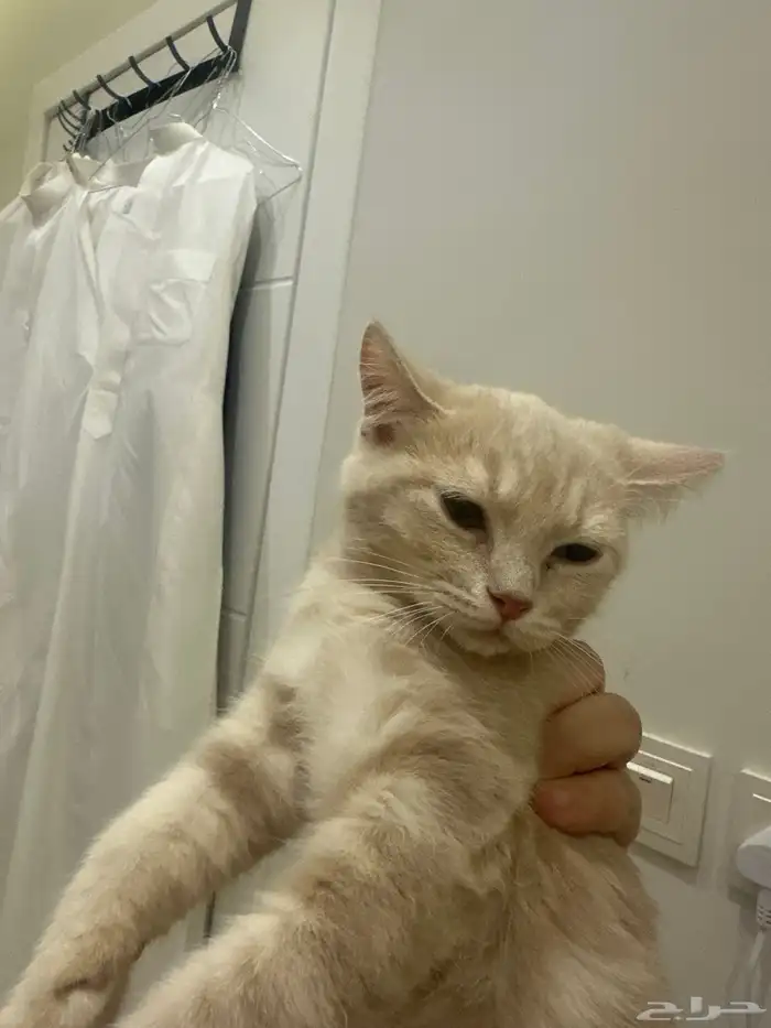 قطط للتبني الرياض 1