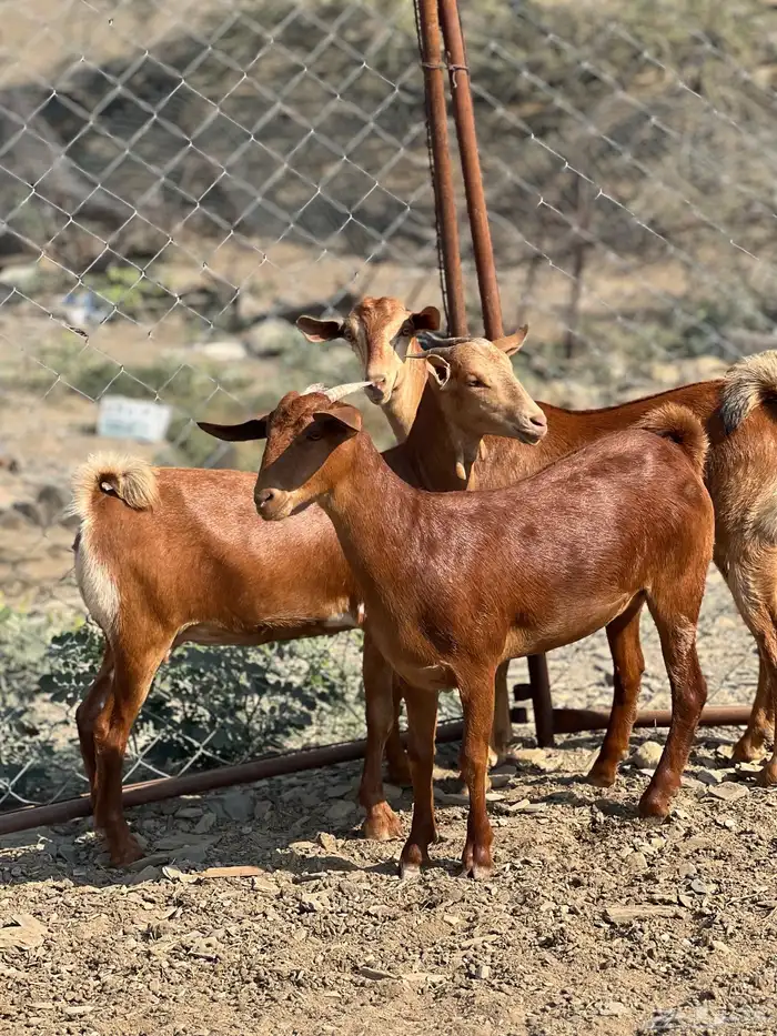 جفار دهم تأسيس مراح 0