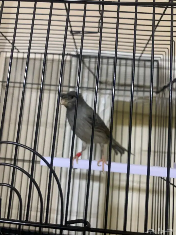 كناري تغريد 5