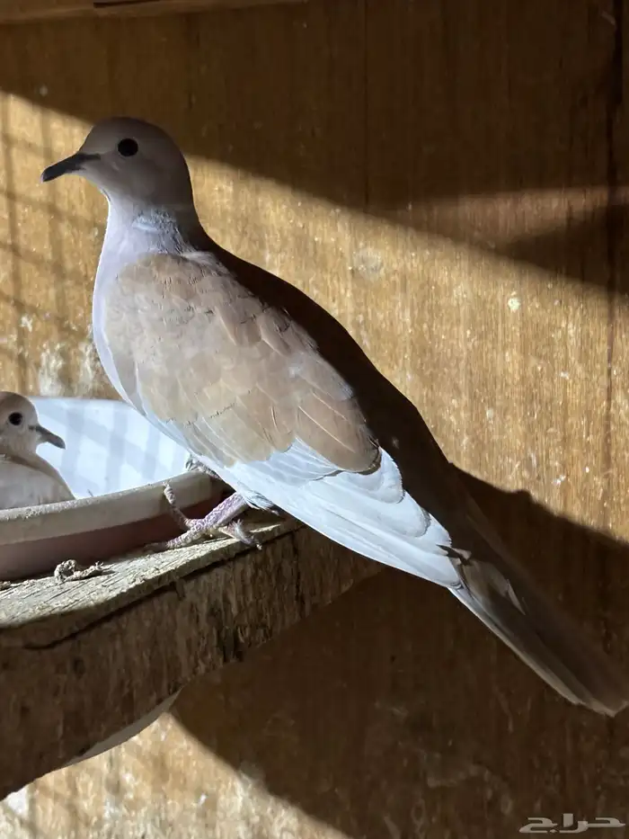 للبيع حمام يمام 1