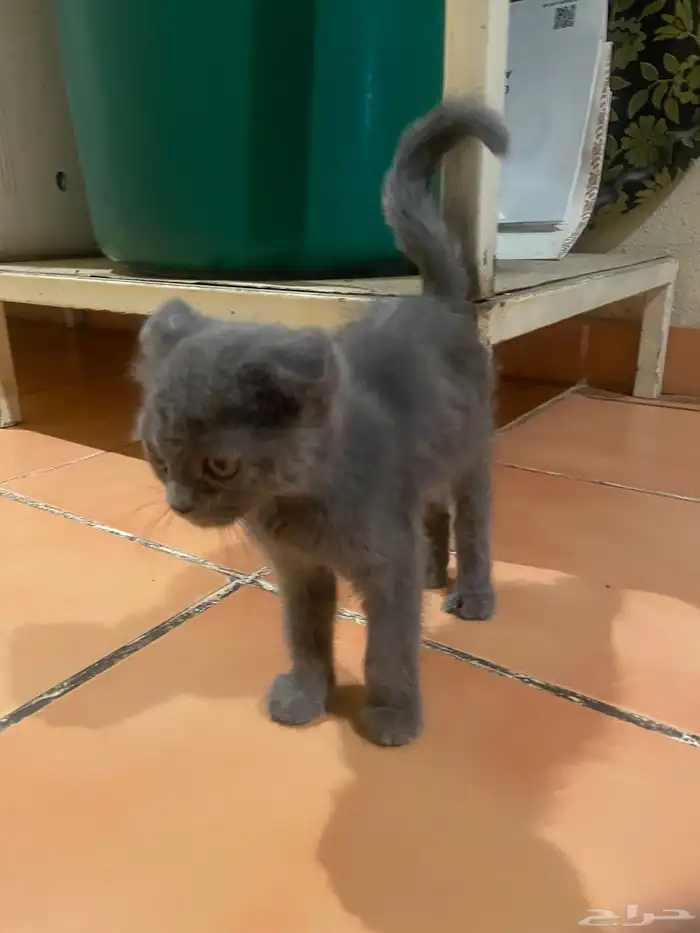 قطوة شيرازية 3