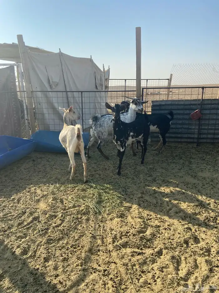 معزا جنوبيه 1