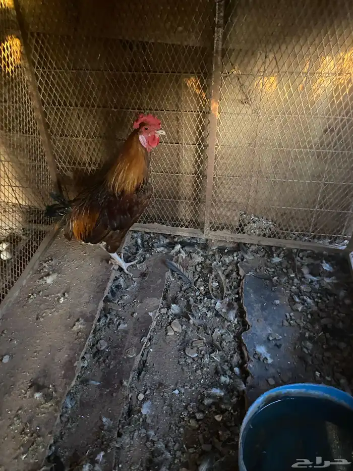 سلام عليكم 0