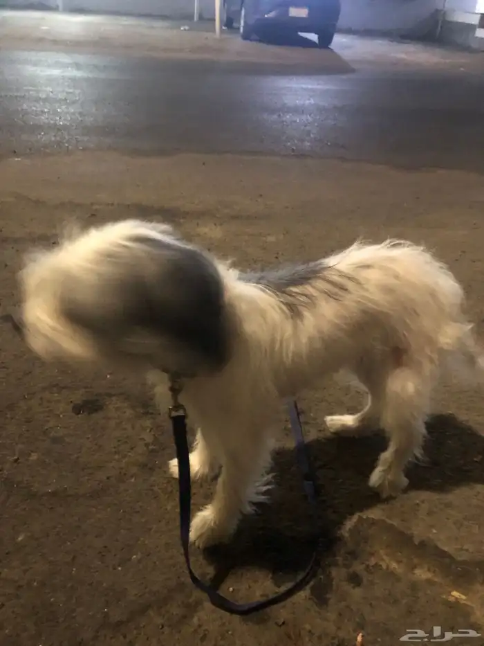 جيرفون للبيع 2