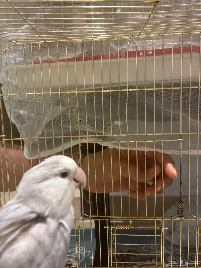 طير روز أنثى العمر 4 سنوات 1