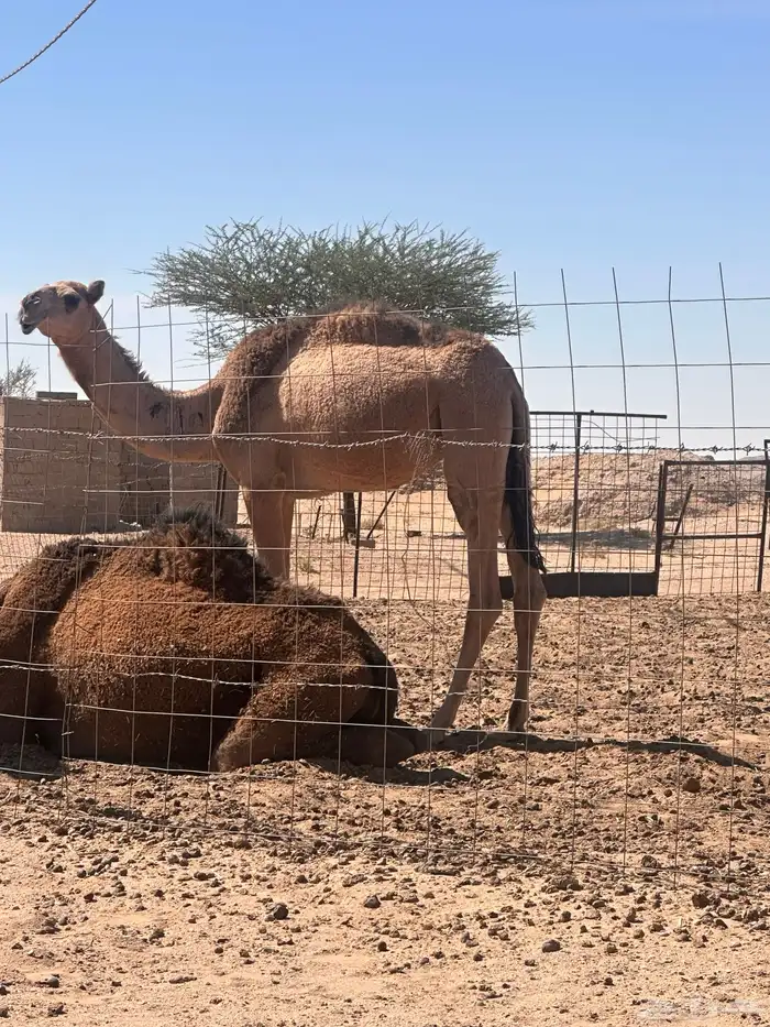 بكره طيبه قصب البيع مستعجل 0