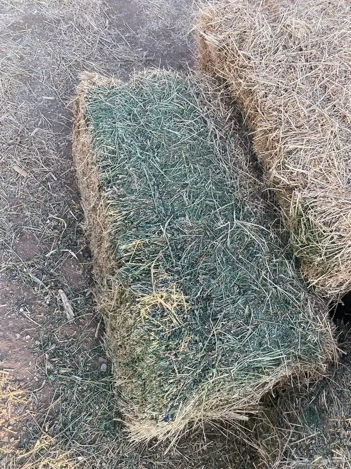 للبيع برسيم 3