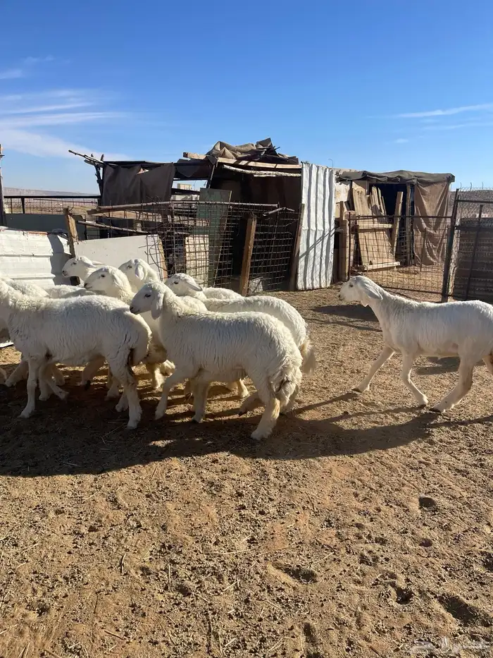 تم البيع رخال حرش مراح واحد صنف 3