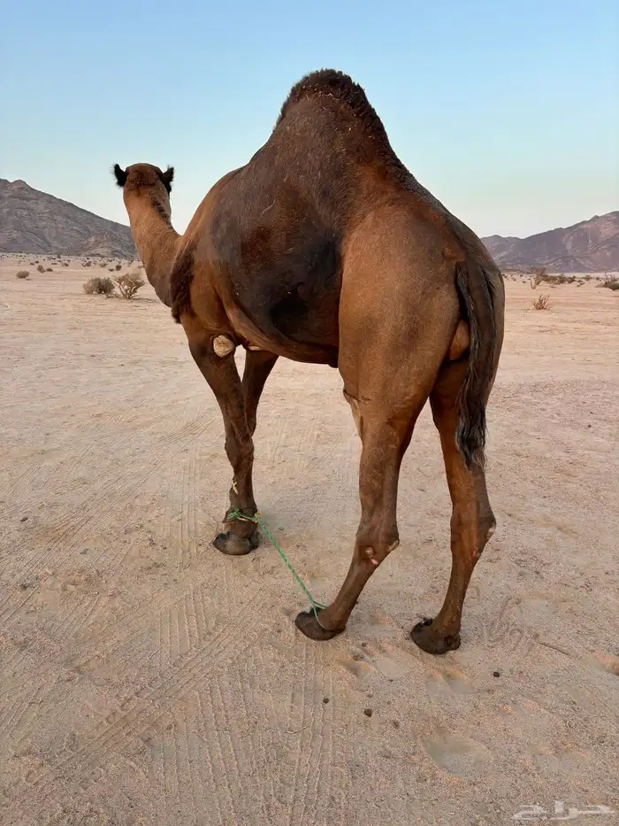 جمل فحل للبيع 3