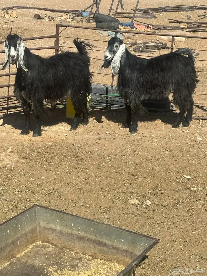 معزا مقنوي 0