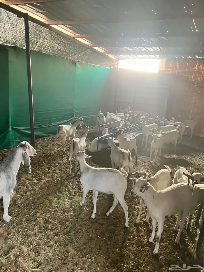 خرفان الطائف سواكن مستورد و تيوس 3