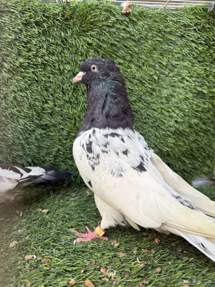 حمام ايراني التار 2