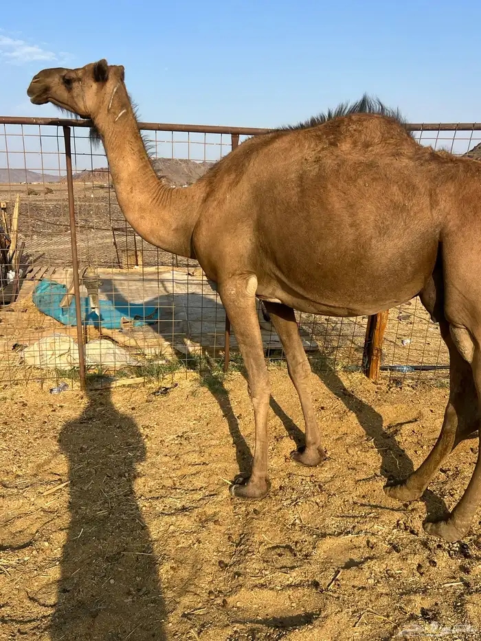 لقحات حمر ملاقيات من 6600 تم البيع 6