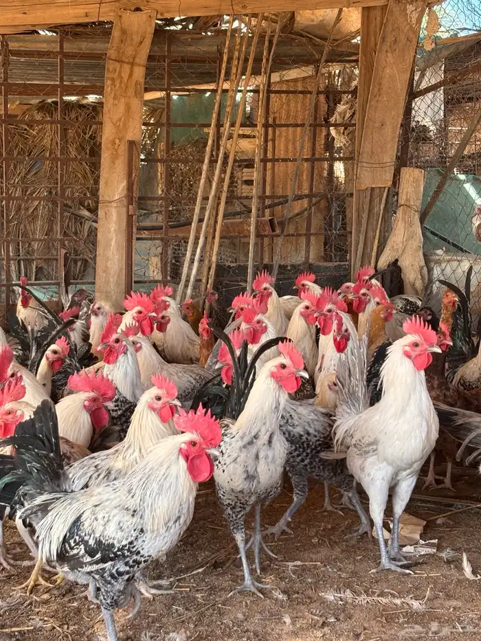 ديوك اعمار 7 شهور وفوق 2