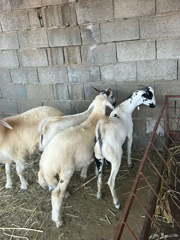 الباحه قلوه تهامه 3