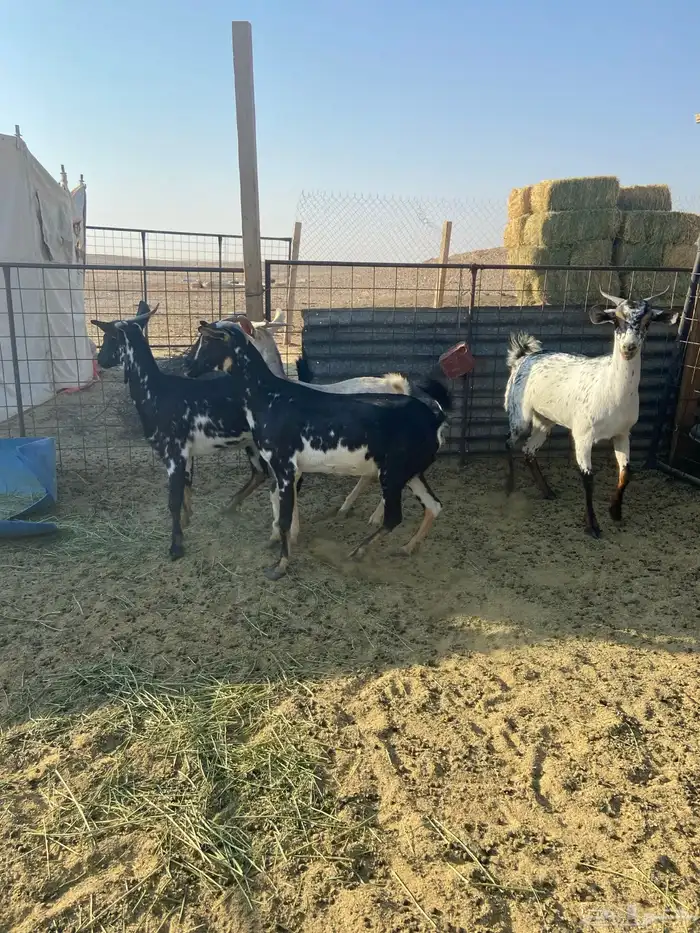 معزا جنوبيه 3