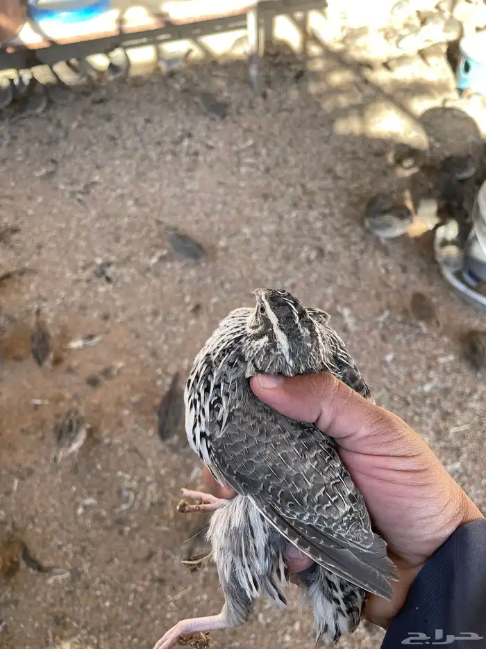 سمان بياض ياباني 3 ريال الحبة 3