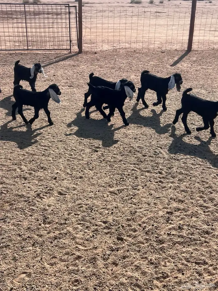 مراح معزا عوارض مواليد العدد8 معها8 4