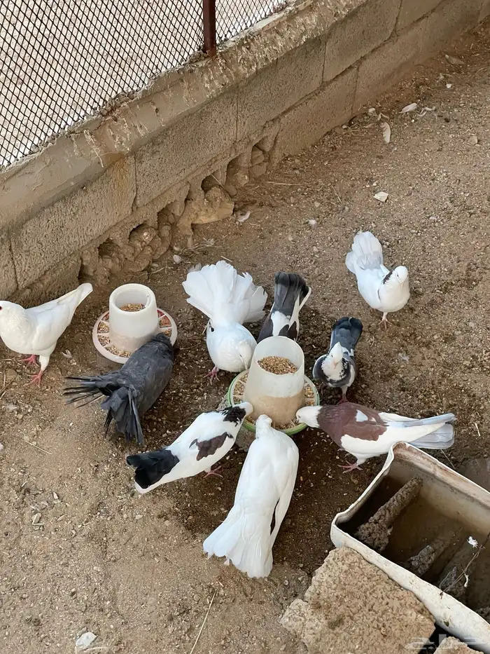 حمام رقاص وحمام هجين رقاص وايراني 7