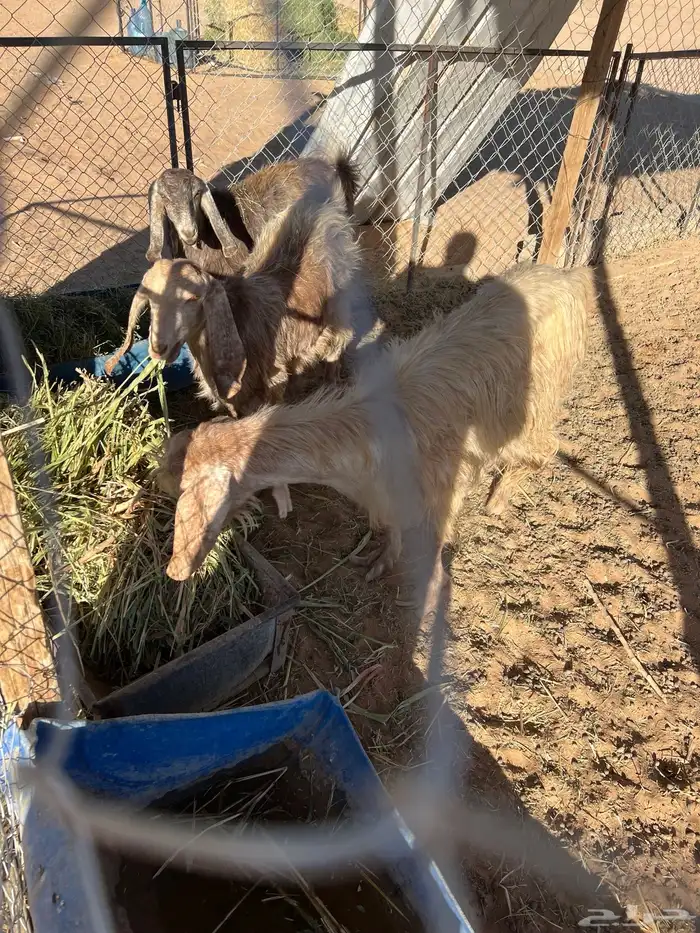 عنز وعناقين للبيع 3