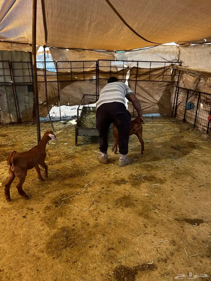 خروف بالتقسيط 1