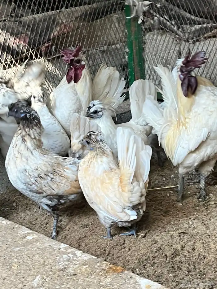 دجاج حبحب قزم 0