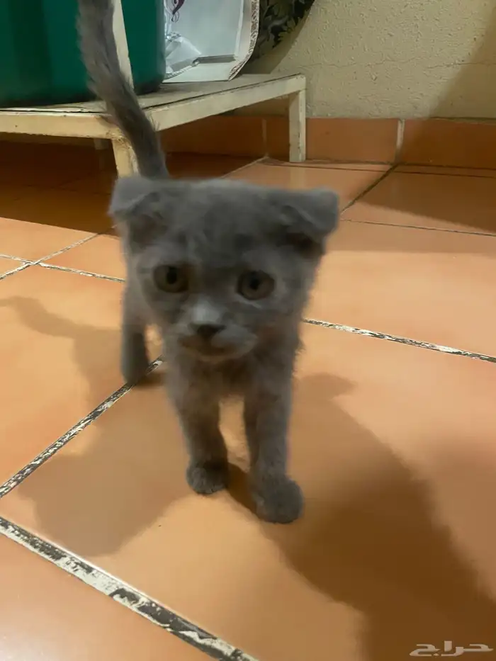 قطوة شيرازية 0