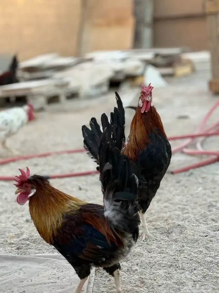 ديوك عربيه ترثه أصيله 10