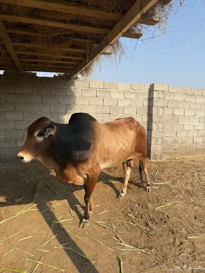 ثور فحل بلدي 1