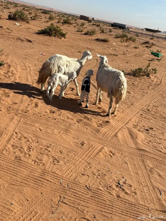 حريات خلافات 3