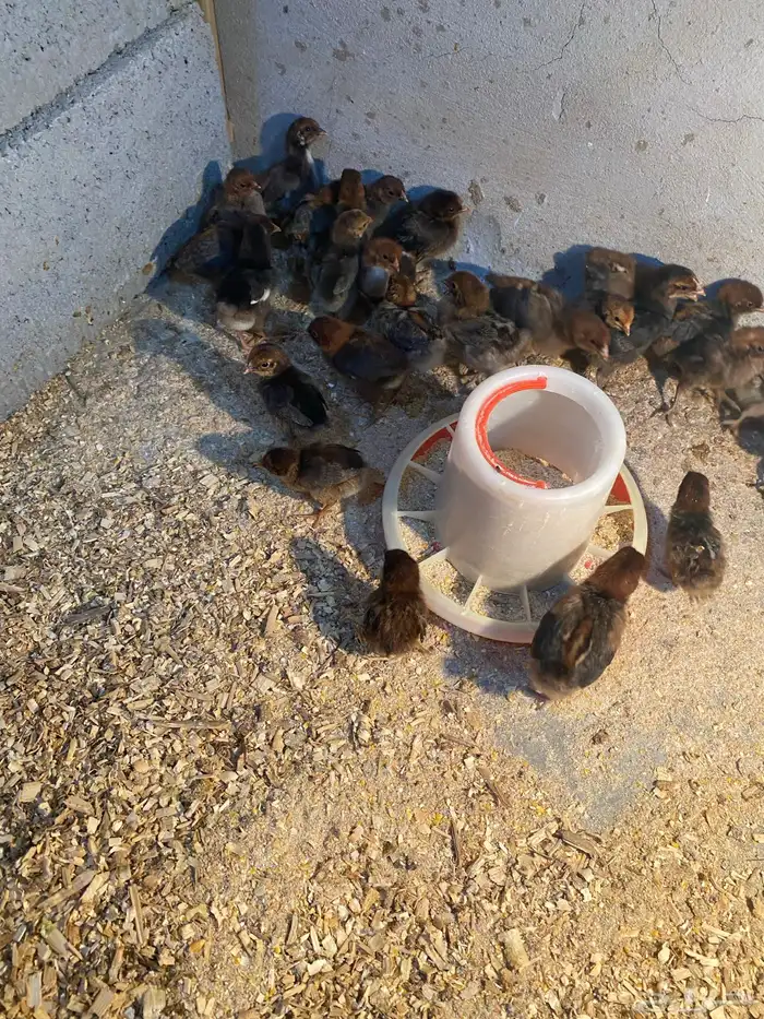 صوص فيومي ذهبي 0