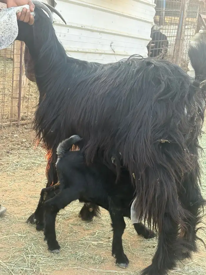 عنز ثنيه عارضيه اصل 4