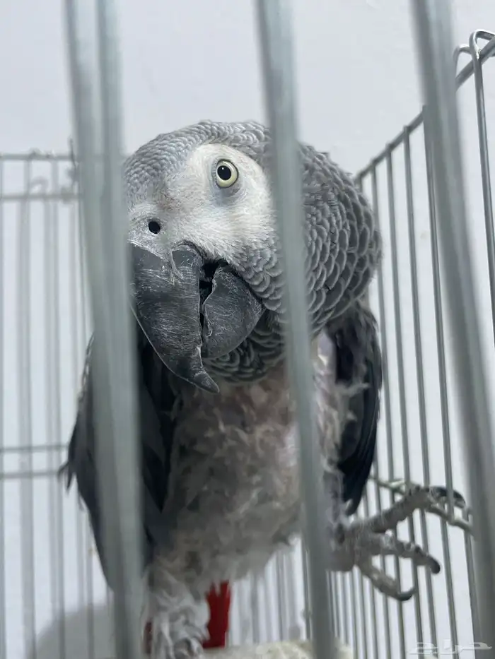 للبيع كاسكو متكلم 0