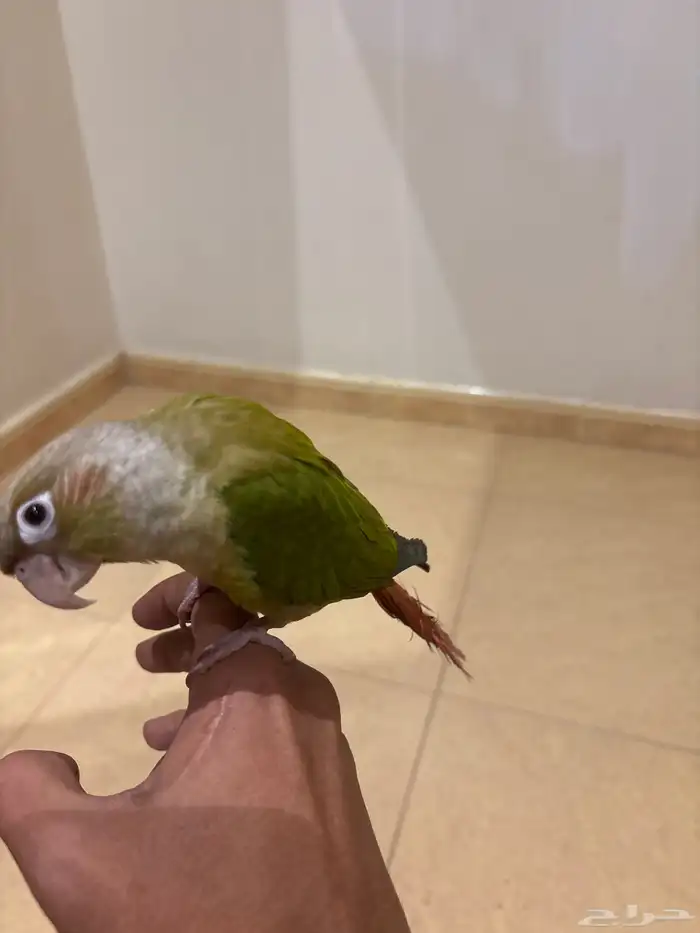 كنيور اليف وهدد 3