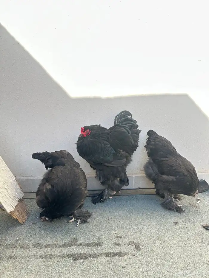 دجاج براهما 3